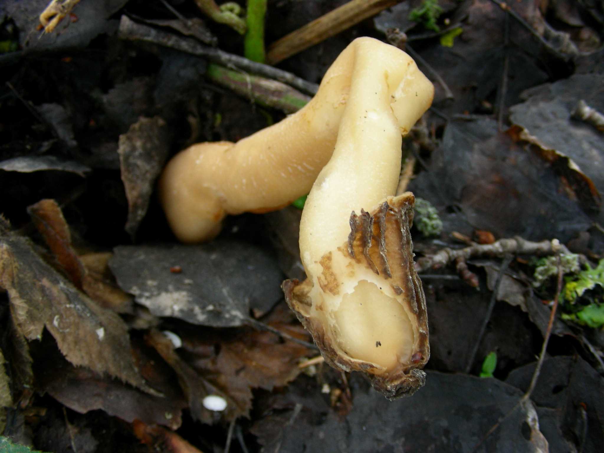 1982 Aprile vecchio ritrovamento